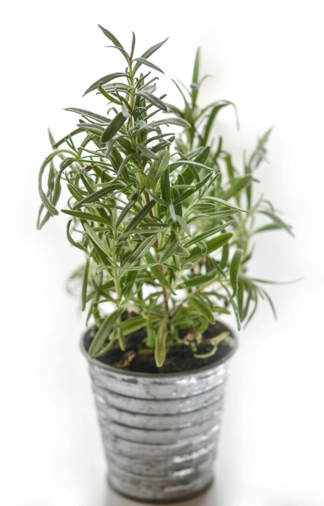 Rosemary Wash for Hair Growth